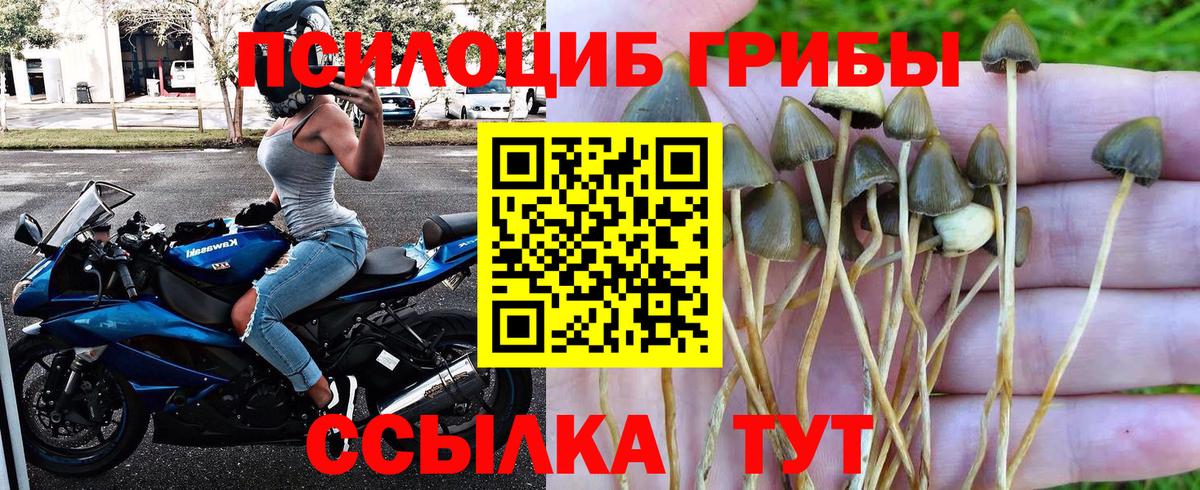 Галлюциногенные грибы Psilocybine cubensis  Псилоцибиновые грибы прущие грибы  Вход с VPN  Кисловодск 